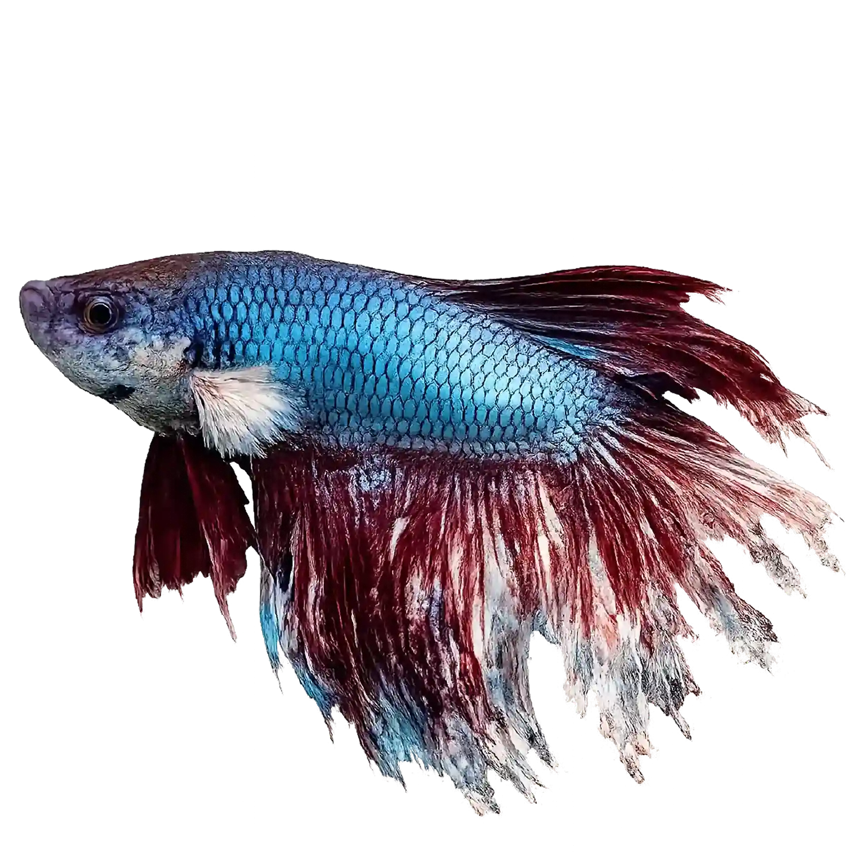 Fish Fin Rot? Consult an Aquatic Vet Online in India